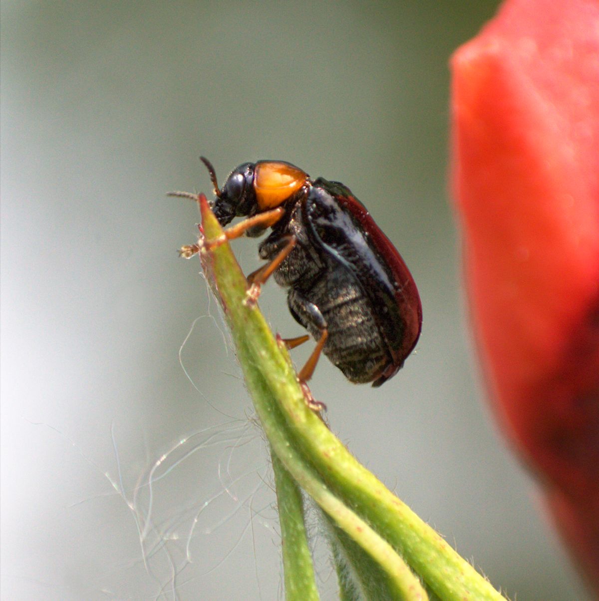 Smaragdina  aurita ?